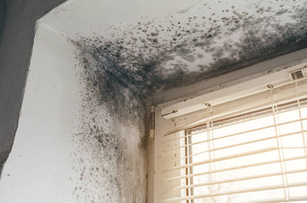 Affordable Hvac And Air Duct Mold Remediation solutions in Hudson, TX